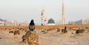 تخریب قبور ائمه بقیع پس از تخریب حرم پیامبر (ص) صورت گرفت