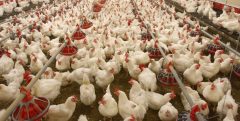 ۴ اقدام دولت برای حمایت از مرغداران/جزئیات حمایت ۲۰ هزار میلیارد تومانی از تولید